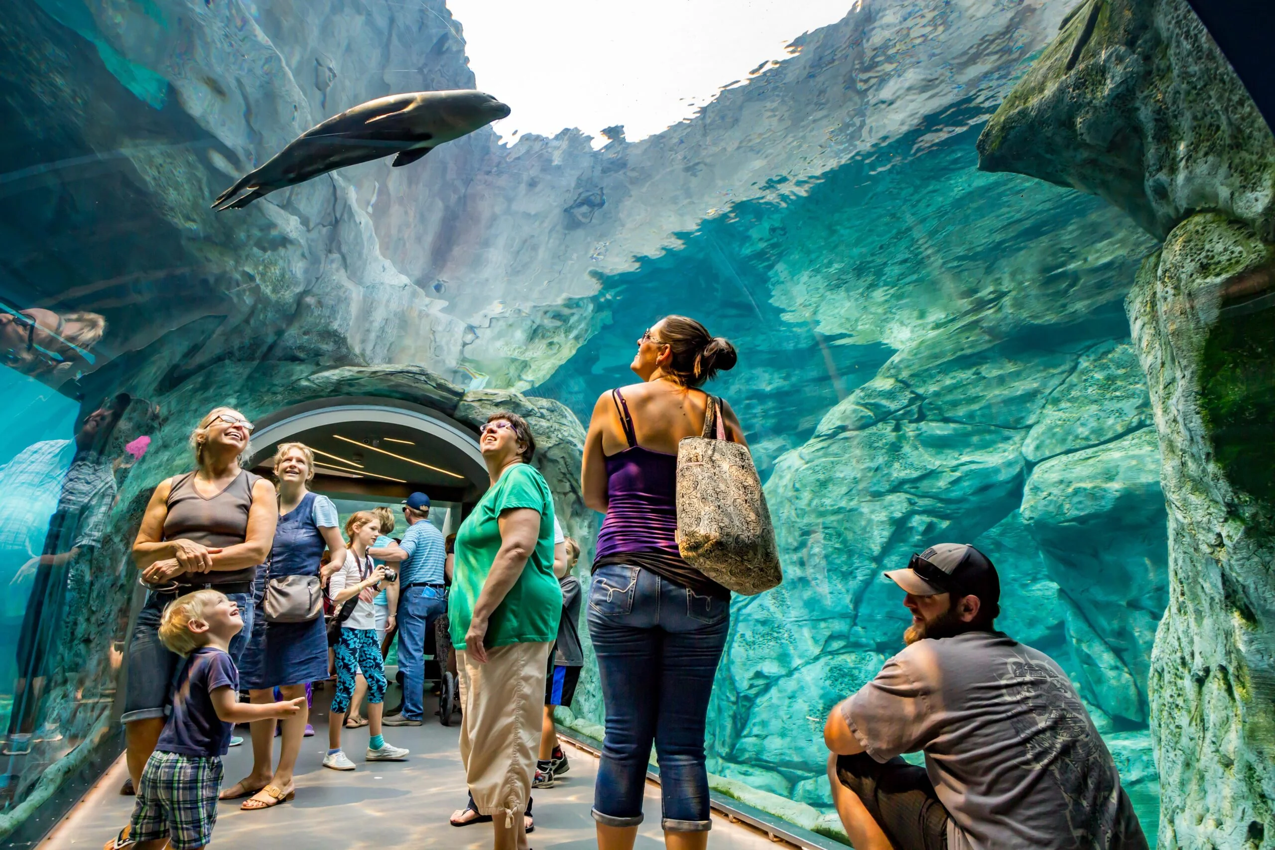 Cost image 1 Zoo visitors admire this interactive dolphin exhibit. Patrons can enter an underwater tunnel that looks up into crystal clear waters, Dolphins swim over the tunnel, surrounded by cavernous rocks.