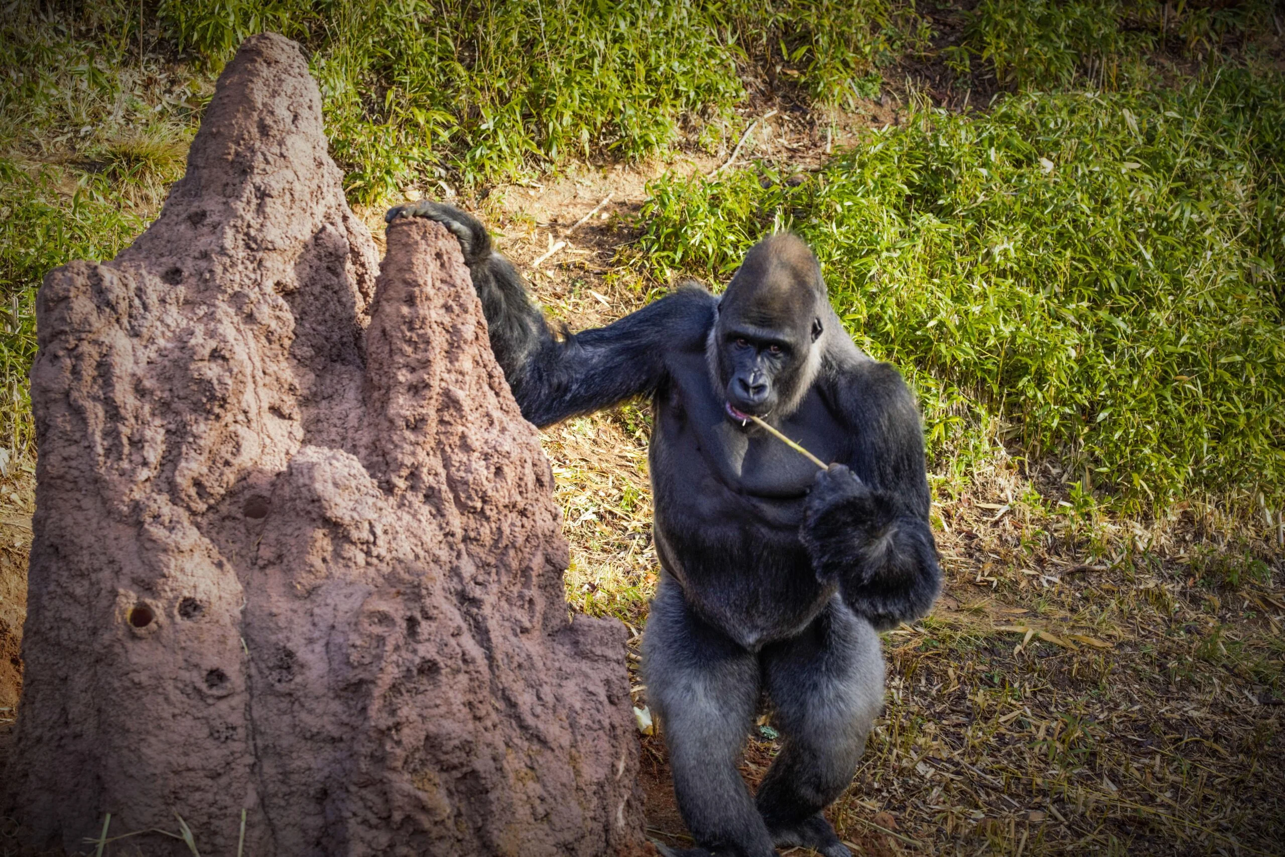 Cenzoo A large gorilla stands next to a large rock structure, chewing on a piece of grass, surrounded by green vegetation.