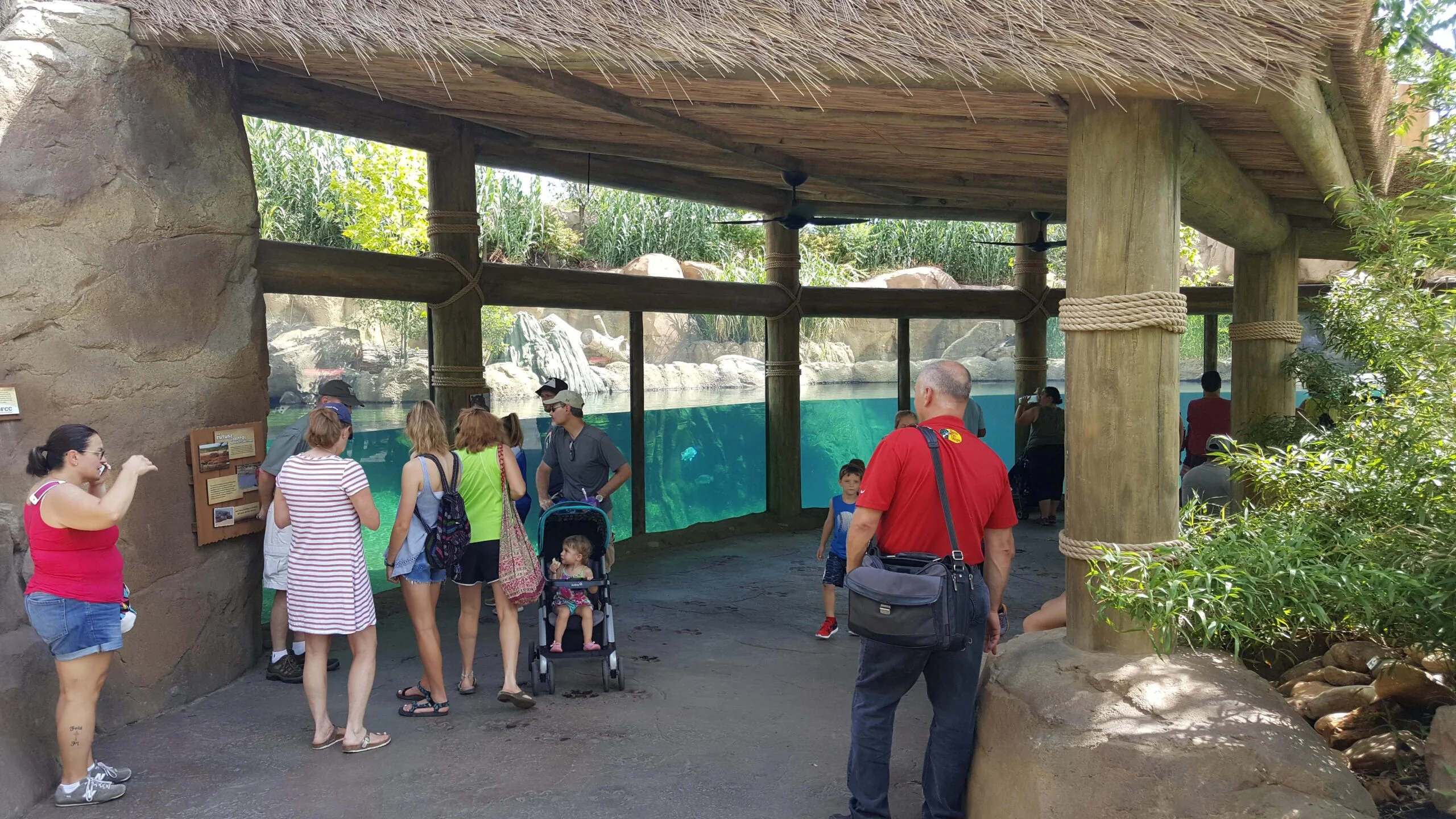 Cincy hippo view The enclosed area of the Cincinnati Zoo hippo habitat viewing area. Zoo patrons look into the hippo habitat through floor to ceiling windows, sheltered by a shingle roof. The viewing area looks into a partially underwater pool.