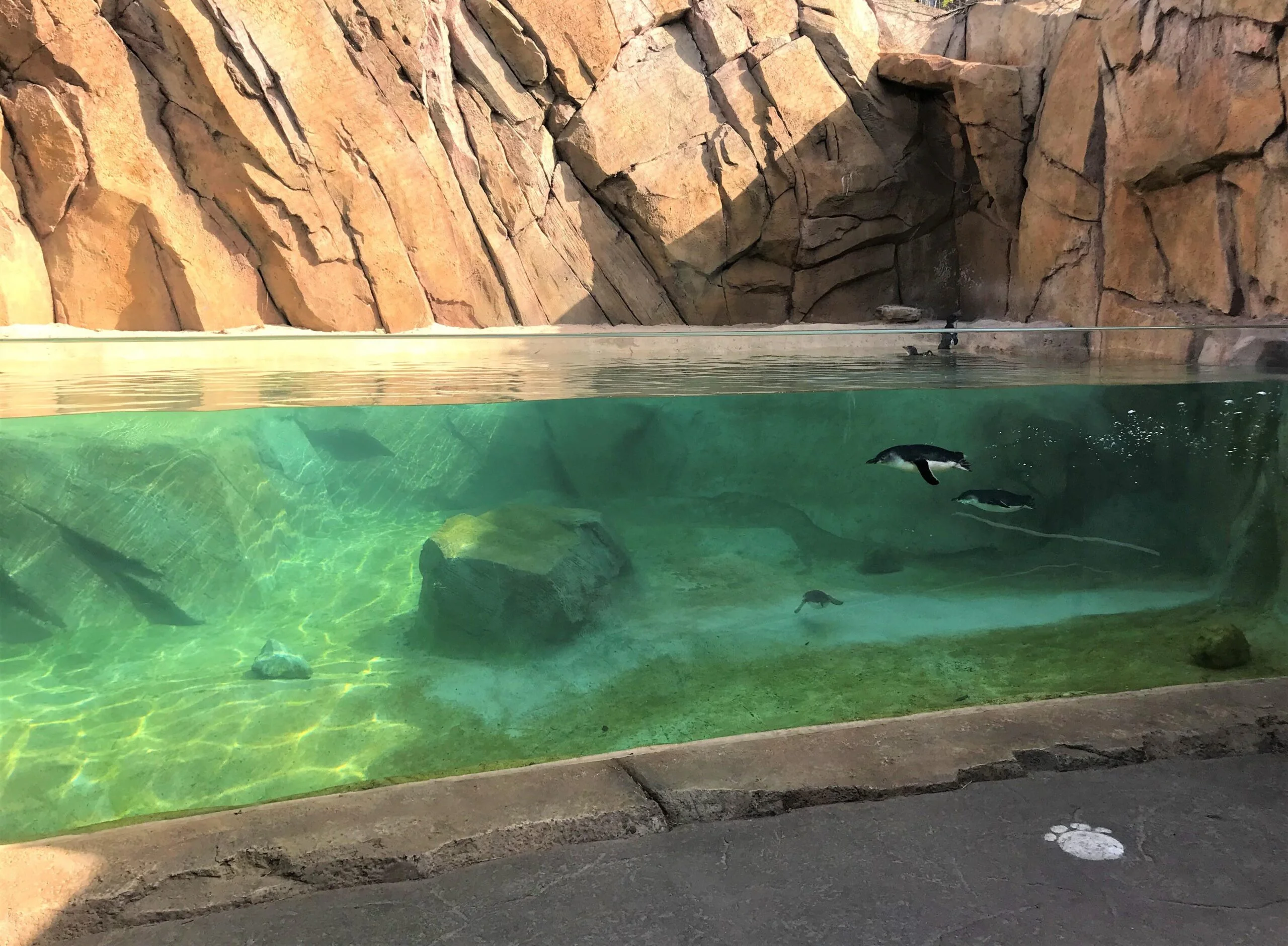 Cincy penguins The Cincinnati Zoo penguin exhibit features a pool encased by clear glass. The exhibit features large tan rockwork walls and underwater boulders. Penguins swim in the clear blue water.