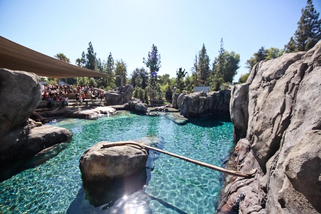 Fcs9 This animal habitat features an expansive pool surrounded by artificial rocks, cliffs and trees. The water is a crystal clear blue. To the left, a sheltered viewing area features benches for zoo patrons.