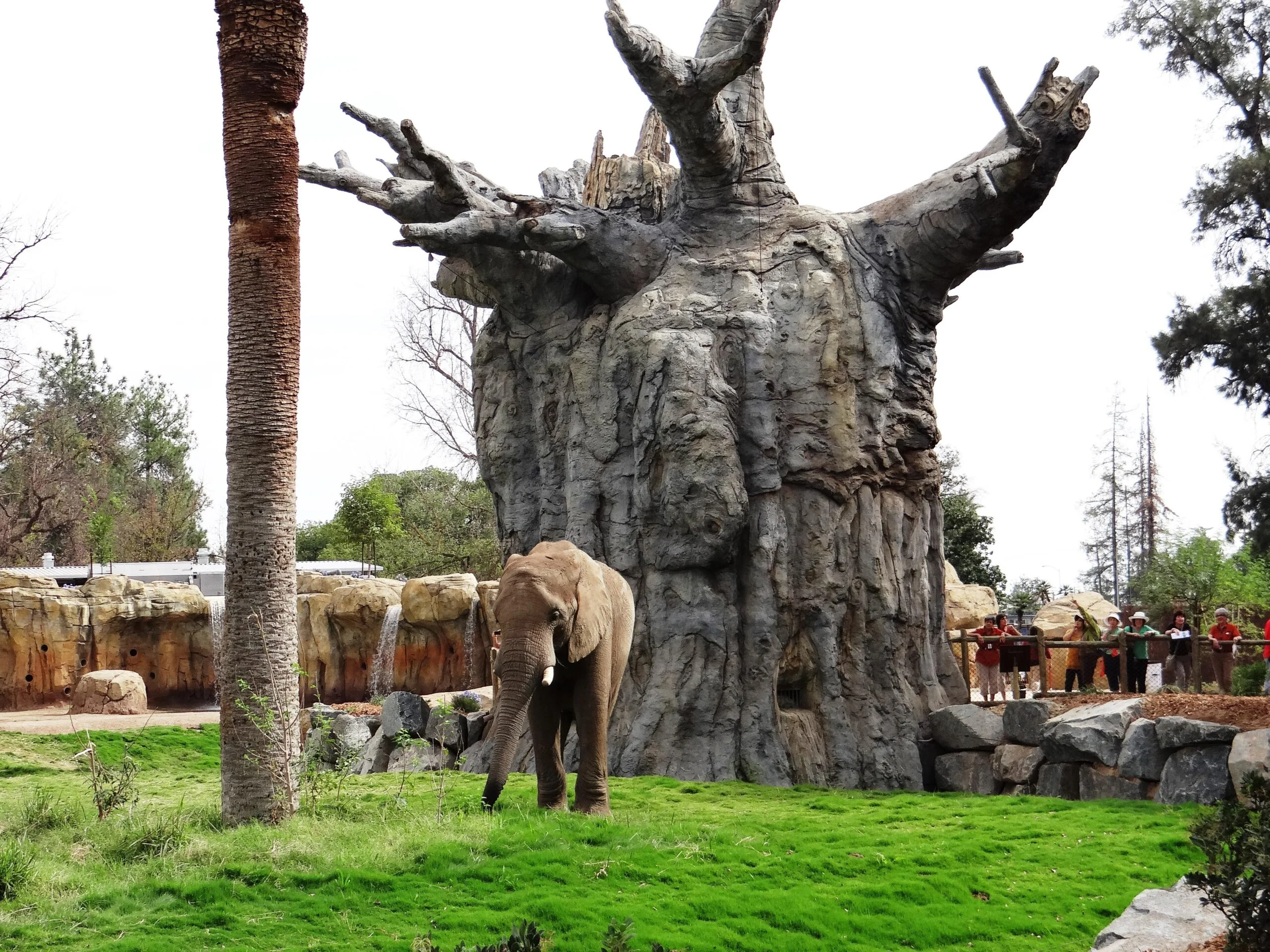 Fcz aa4 Two large trees stand tall and forbearing in this elephant habitat. One tree is very tall and thin, while the second tree is wide with short stumpy branches jetting off into the sky. A single elephant stands in front of the trees, grazing on the green grass.