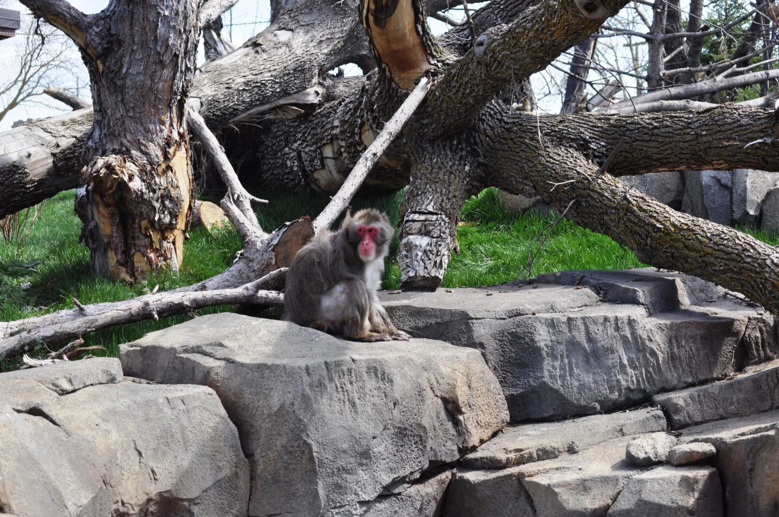 Great plains zoo1 Monkeys explore their habitat at the Great Plains Zoo, relaxing on the artificial rocks. The habitat also include a large tree with thick branches, perfect for climbing.