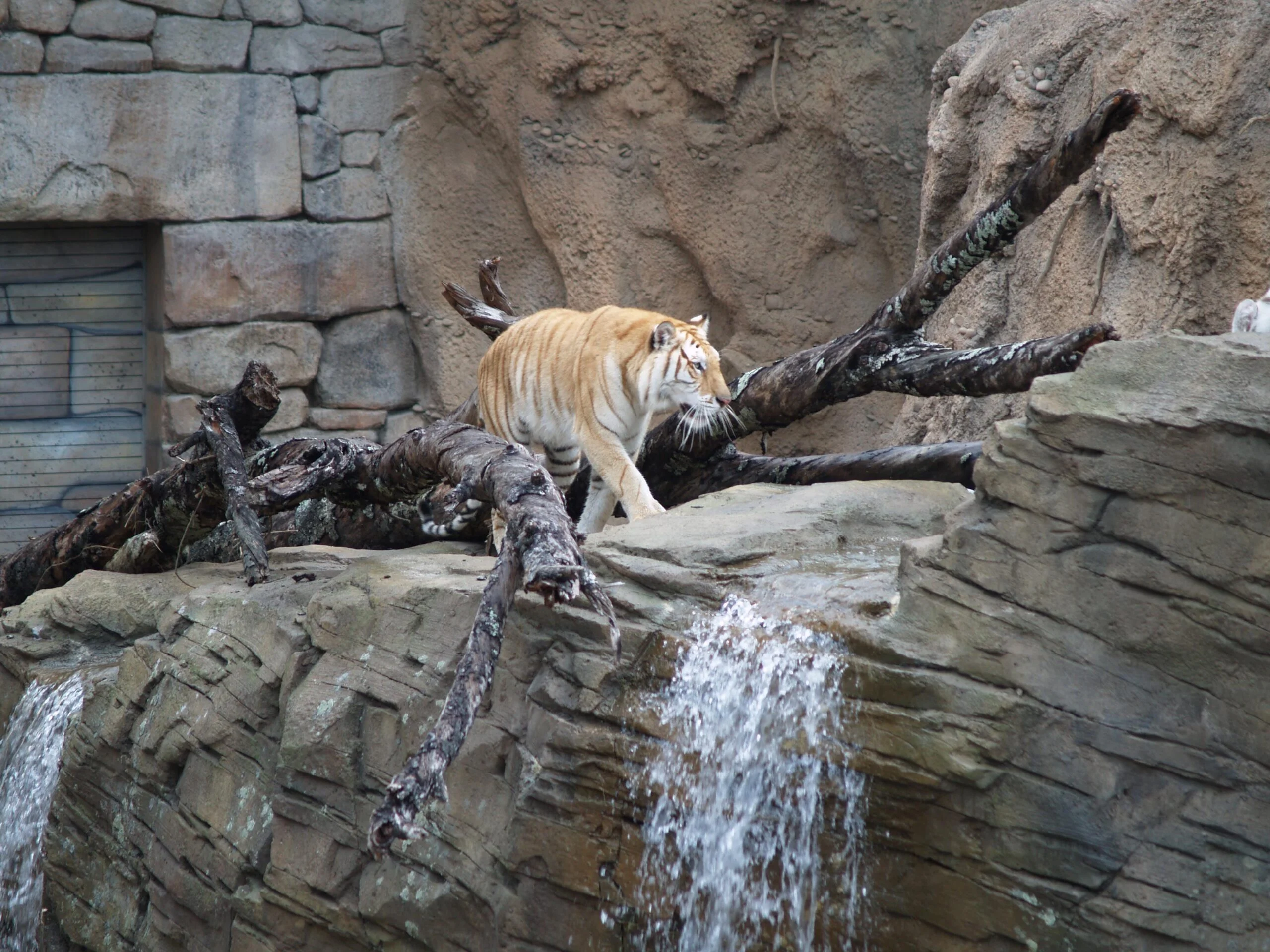 Olympus digital camera A tiger roams his habitat, exploring the artificial rockwork cliffs where a waterfall flows into a wading pond. Large tree trunks and branches lay on the ground.