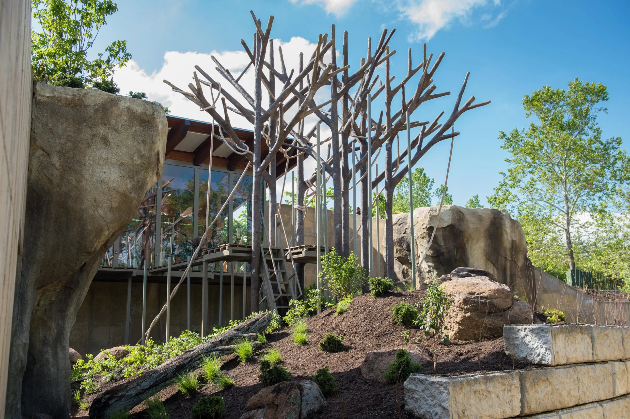 Kc zoo tree orang mk A large naked tree exhibit stands in the center of the Kansas City Zoo. The exhibit features large bare trees without any leaves, planted on a dirt hill sprinkled with grass. In the background, a blue sky and other zoo buildings are visible.
