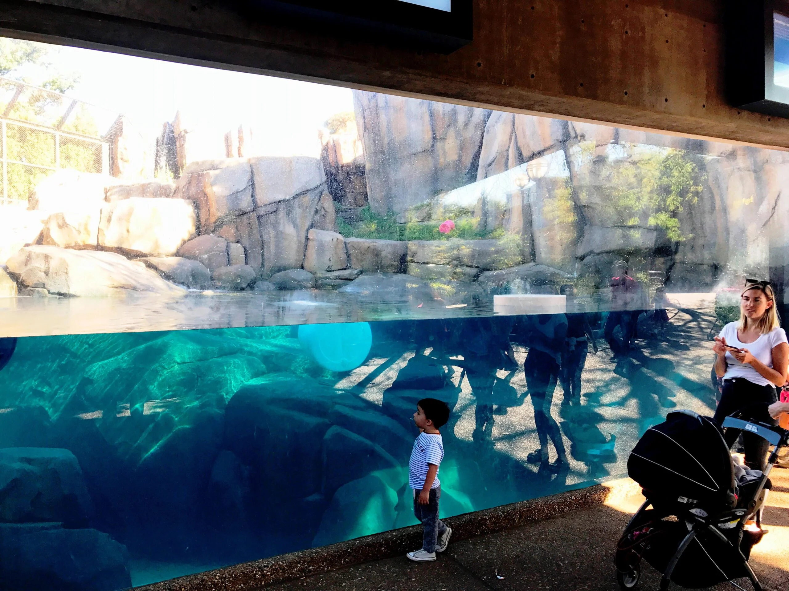 Lpz polar bear underwater 1 A young boy admires the underwater view of the polar bear habitat at a zoo. A pool of crystal blue water sits behind a glass wall. The shoreline of the animal habitat is made up of artificial rockwork boulders and cliffs speckled with natural vegetation.