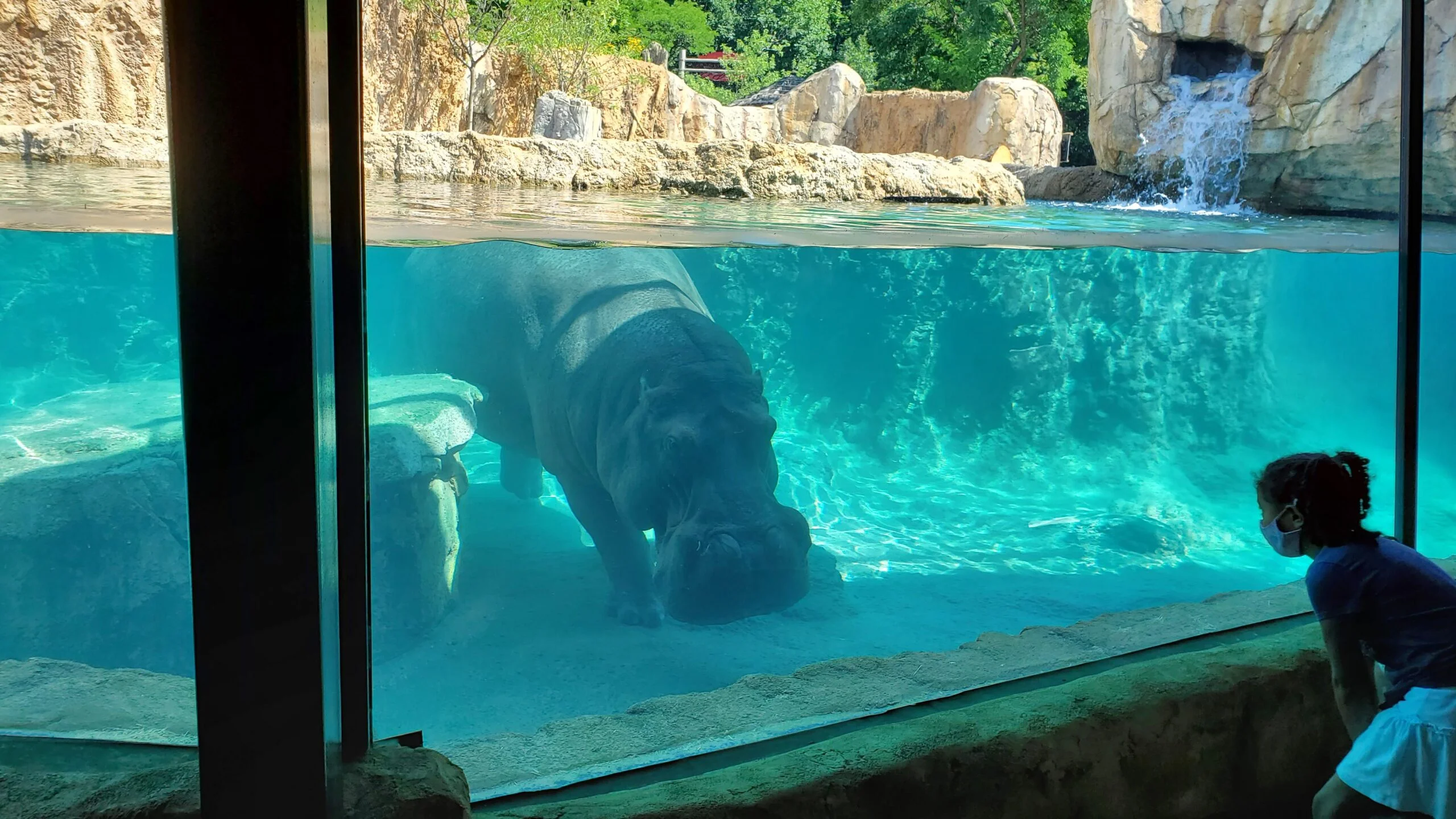 Mcz hippo2 A hippo happily wades in his habitat pool, behind a pane of glass. This hippo habitat features a large pool with crystal blue water. On the shoreline, artificial rockwork cliffs and lush foliage lines the perimeter.