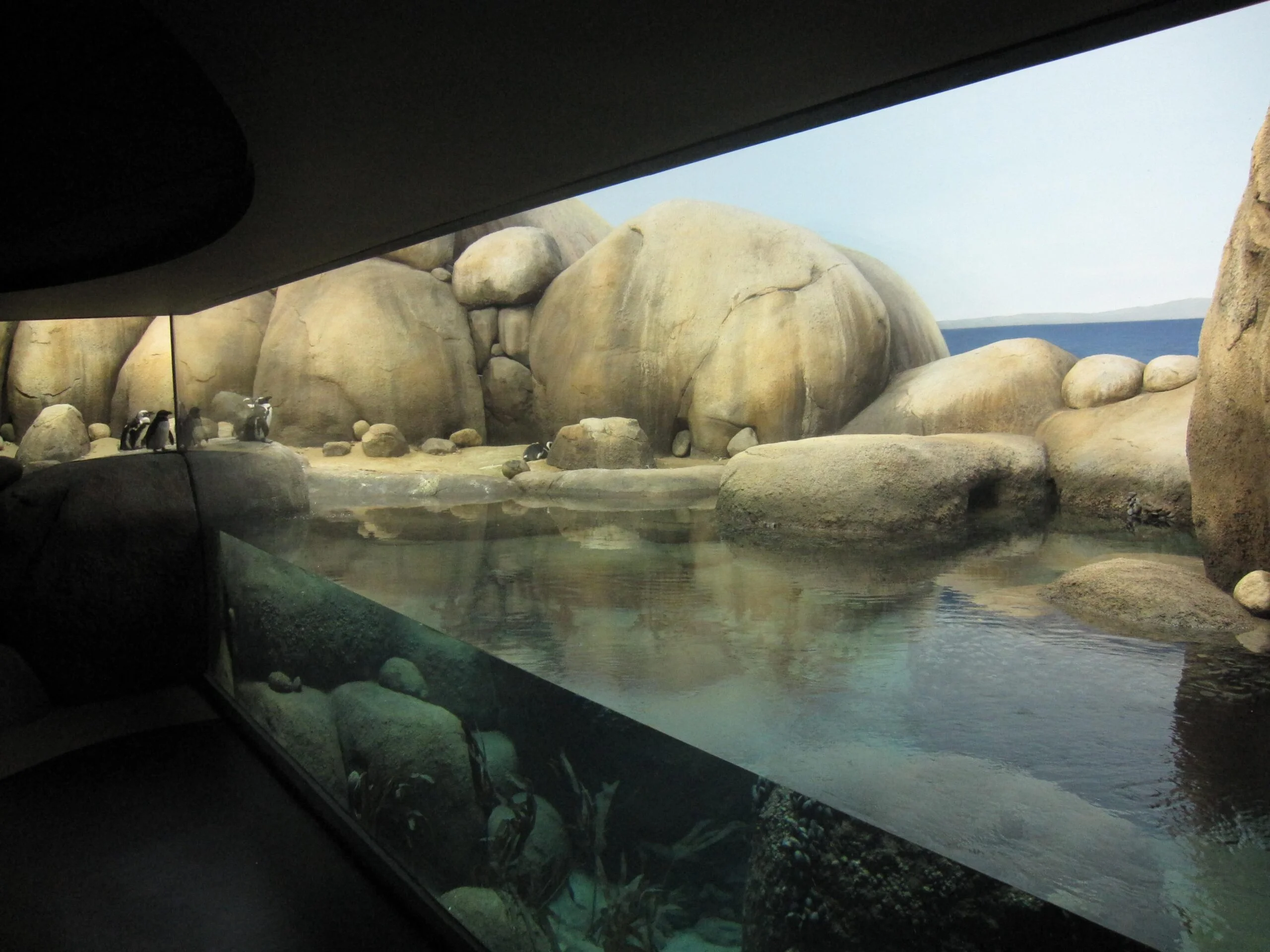 Mn penguins may11 011 A look inside the Minnesota Zoo's penguin habitat from behind the exhibit's viewing area's glass wall. The habitat features a large pool and large round, natural-looking artificial rockwork walls for the penguins to explore.