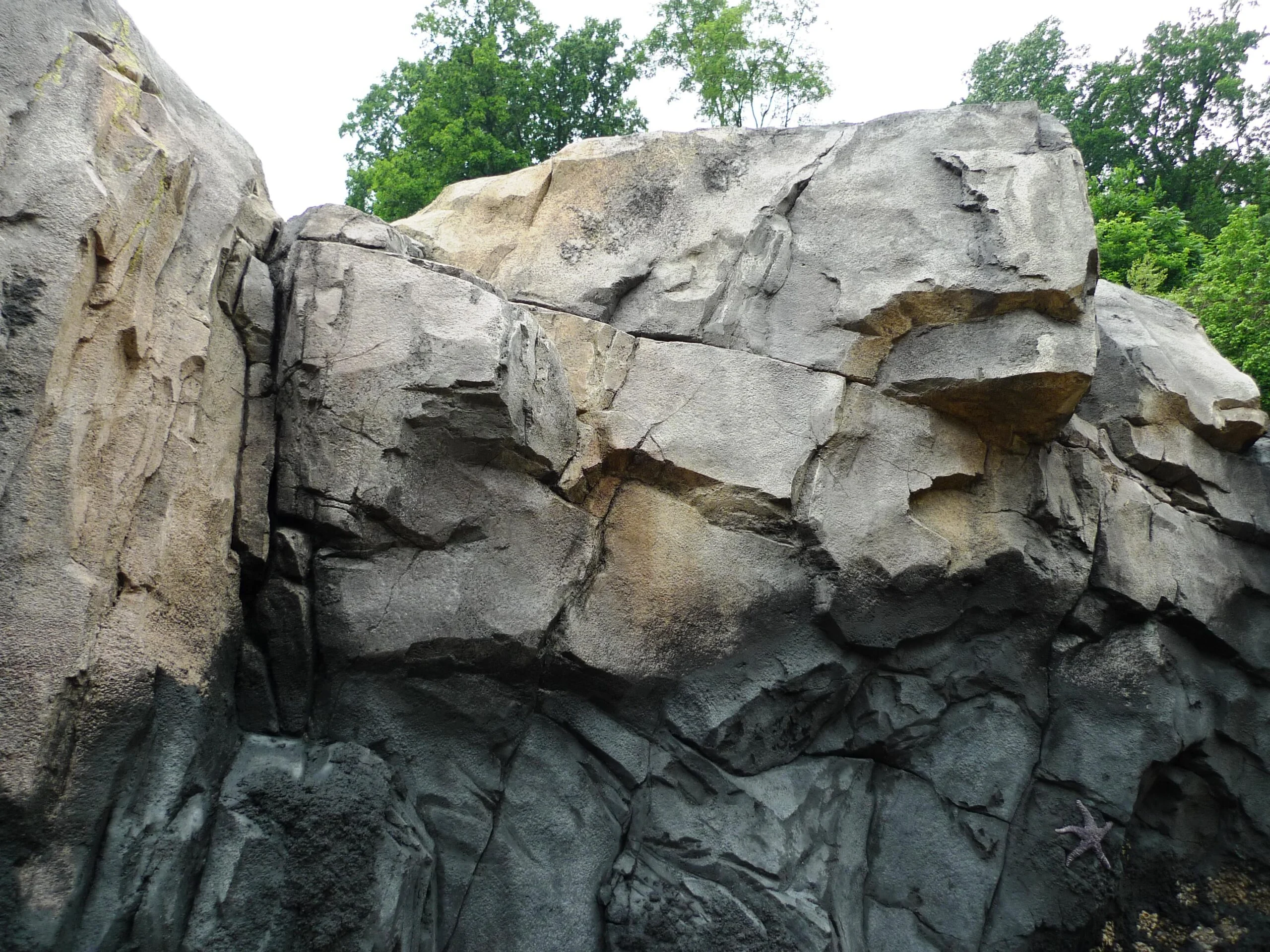 Nz ssl This zoo habitat features expansive artificial rockwork walls and cliffs. This rock façade looks completely natural with slate gray and brown rockwork, and the tops of green trees peeking over the cliffs.