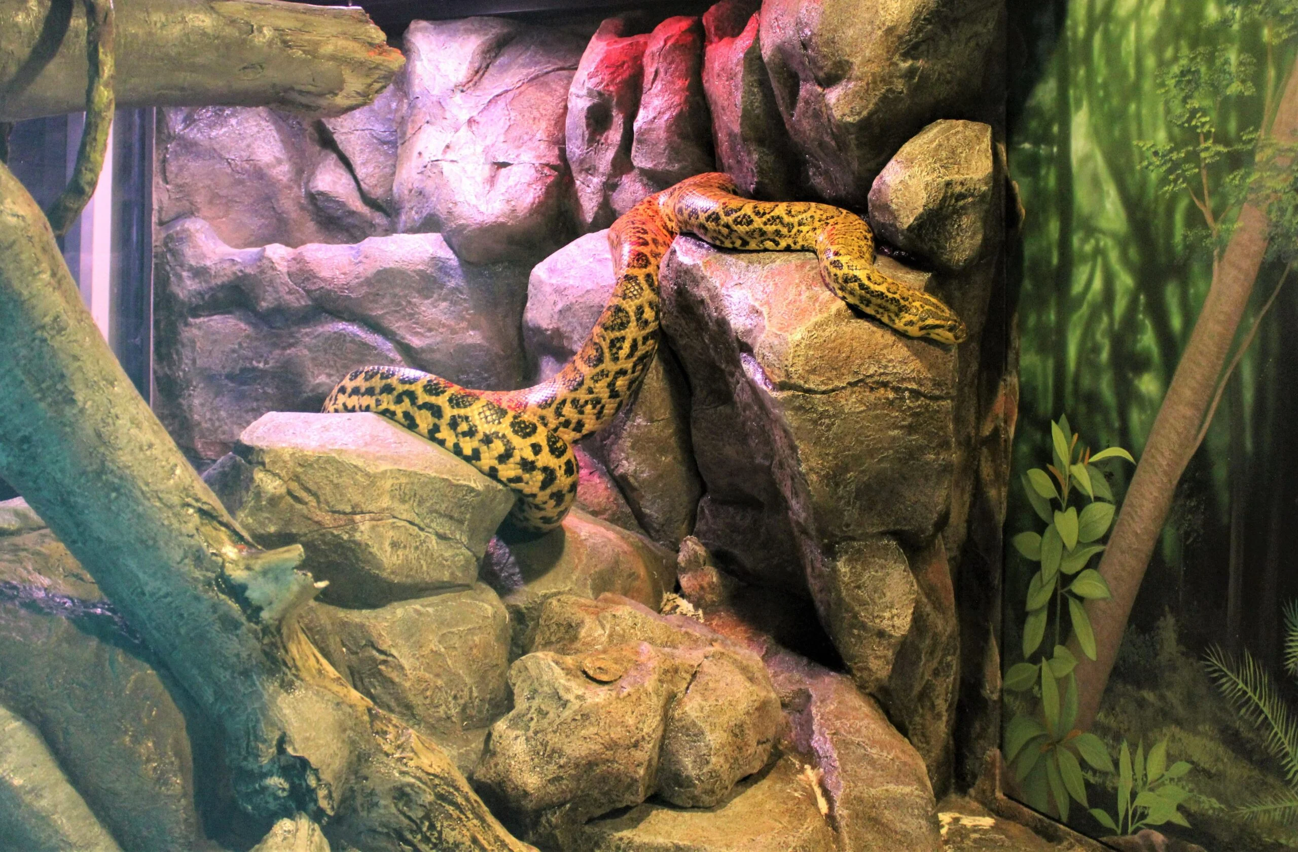 Salisbury anaconda prefab A yellow and black Salisbury anaconda slithers up the artificial rockwork boulders in it's zoo habitat.