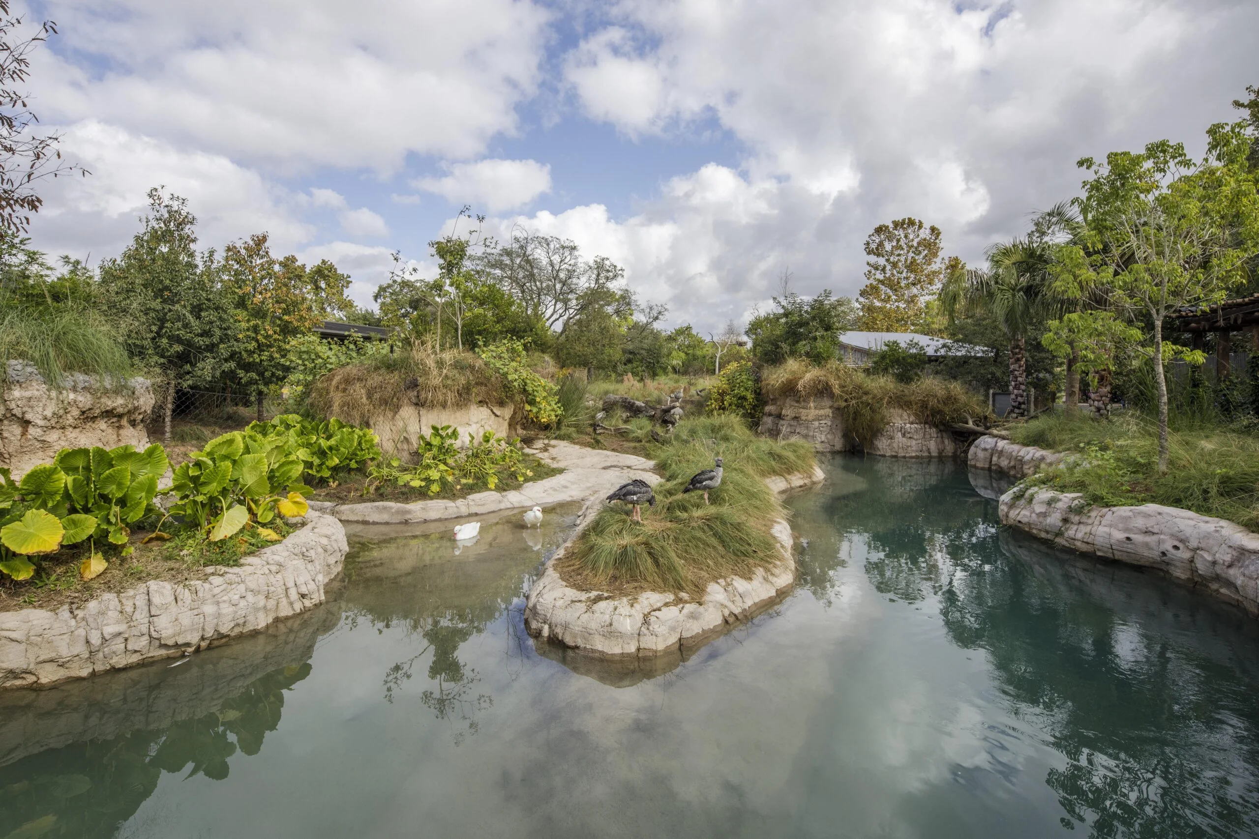 Tellepsen houston zoo i 23 A constructed animal habitat at the Houston Zoo. This lush habitat features many trees, bushes, and landscaping - some tall with green canopies and full foliage. A large wading pool is filled with clear water, where birds are swimming around the artificial rock islands.