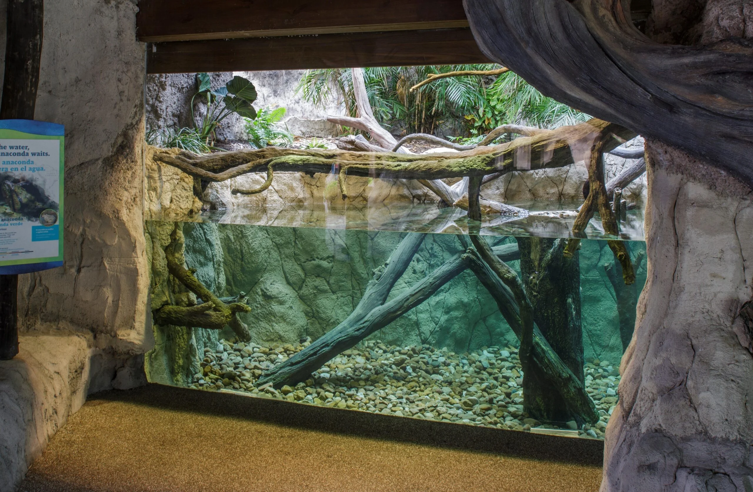 Tellepsen houston zoo i 5 An animal habitat behind glass at the Houston Zoo. This habitat features a pool of water behind glass, with underwater trees, vines, and rocks. Above water on the shoreline are more tree branches, the base of a large Amazonian tree, and lush artificial foliage.