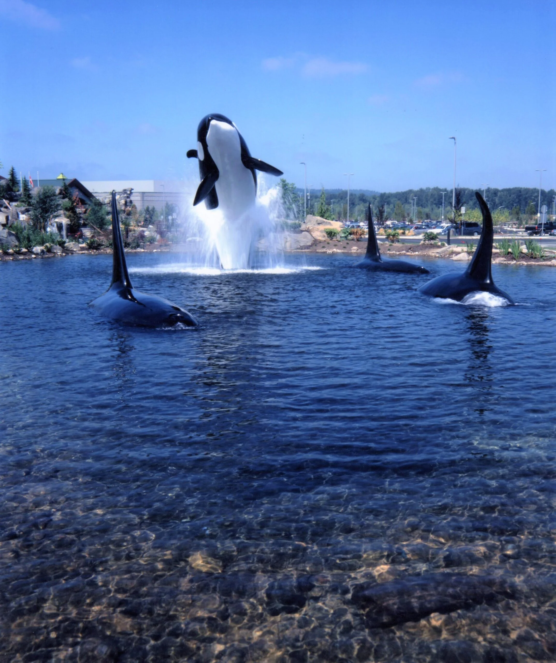 Lifesized statues of orca whales swim and jump from an expansive pool outside of a casino.